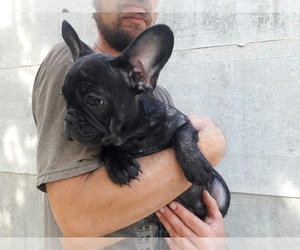 French Bulldog Puppy for sale in MIAMI, FL, USA