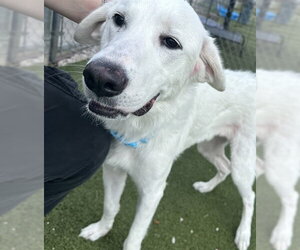 Great Pyrenees-Unknown Mix Dogs for adoption in Pasadena, TX, USA