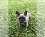Small Photo #39 French Bulldog Puppy For Sale in WHITTIER, CA, USA