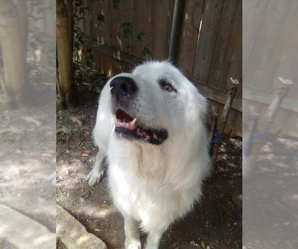 Medium Photo #6 Great Pyrenees Puppy For Sale in Spring, TX, USA