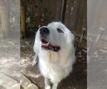 Small #5 Great Pyrenees