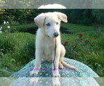 Small #4 German Shepherd Dog