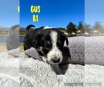 Small Photo #5 Border Collie Puppy For Sale in WEST MONROE, LA, USA