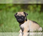 Small #6 Pug