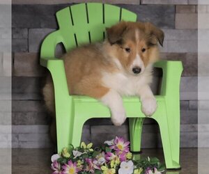 Collie Puppy for sale in FREDERICKSBG, OH, USA