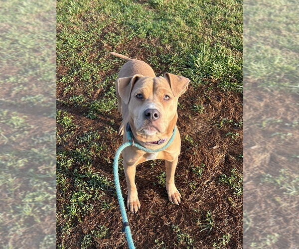 Medium Photo #4 Mutt Puppy For Sale in Evansville, IN, USA