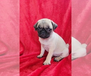 Pug Puppy for sale in SILVER SPRINGS, FL, USA