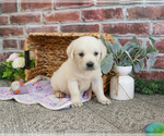 Small #2 Golden Retriever
