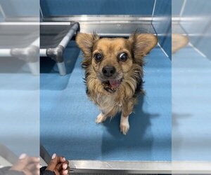 Chihuahua-Unknown Mix Dogs for adoption in Forestville, MD, USA