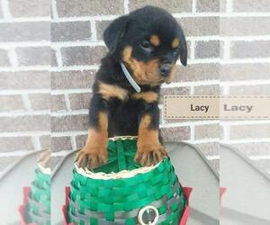 Rottweiler Puppy for sale in ELK GROVE VILLAGE, IL, USA