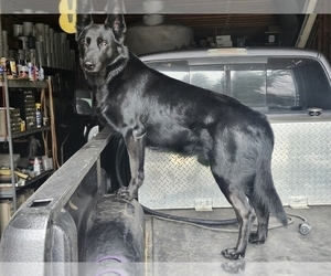 Father of the German Shepherd Dog puppies born on 04/04/2026
