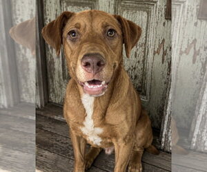 Zip ~ meet me! - Female Labralas Dog for Adoption - Photo #2
