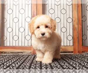 Bichpoo Puppy for sale in NAPLES, FL, USA