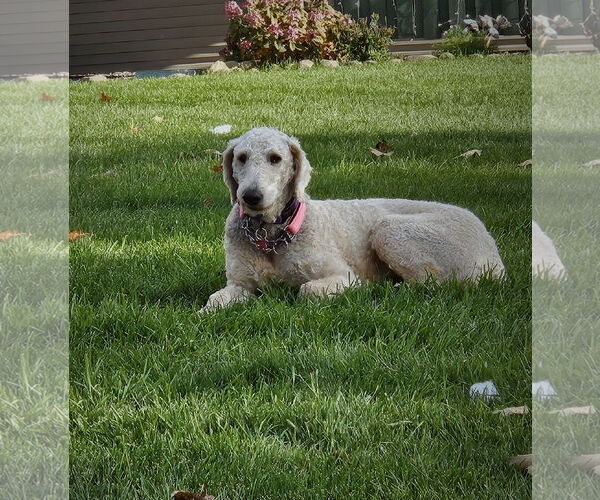 Medium Photo #15 Goldendoodle Puppy For Sale in Farmington, MN, USA