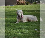 Small #14 Goldendoodle
