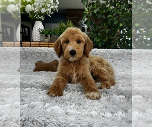 Goldendoodle Puppy for sale in GREENFIELD, IN, USA