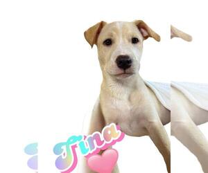 Medium Labrador Retriever Mix