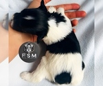 Small #3 Schnauzer (Miniature)