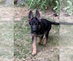 Small #8 German Shepherd Dog