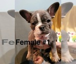 Small Photo #1 French Bulldog Puppy For Sale in ROCHESTER, MN, USA