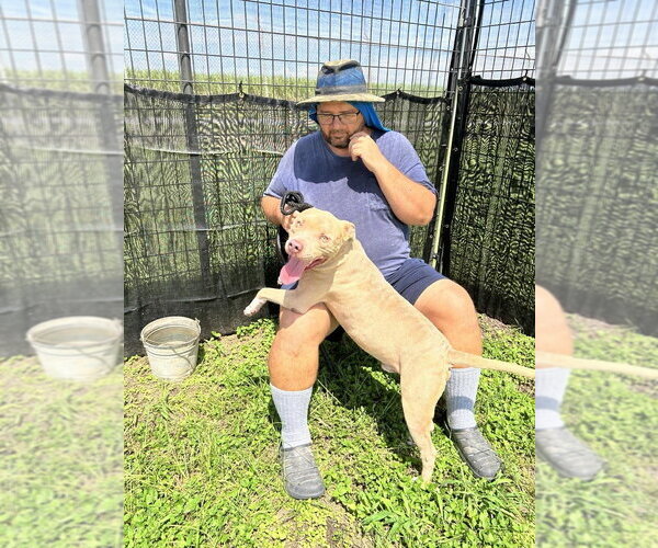 Medium Photo #2 Mutt Puppy For Sale in Abbeville, LA, USA