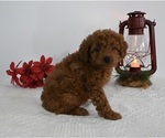Small Photo #3 Poodle (Miniature) Puppy For Sale in BECKS MILLS, OH, USA
