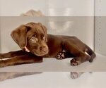 Small Photo #18 Labrador Retriever Puppy For Sale in ALEXANDRIA, VA, USA
