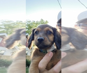 Dachshund Puppy for sale in TOLEDO, OH, USA