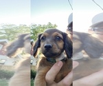 Small Photo #1 Dachshund Puppy For Sale in TOLEDO, OH, USA