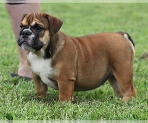 Bulldog Puppy for sale in MARSHFIELD, MO, USA