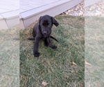 Small Photo #8 Labrador Retriever Puppy For Sale in LONGMONT, CO, USA