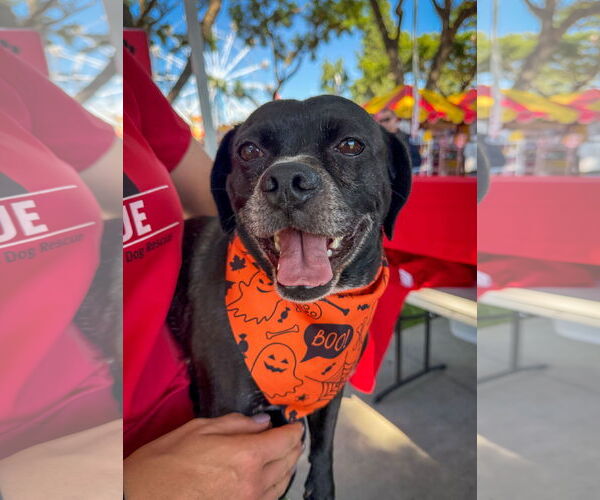 Medium Photo #3 Pug-Unknown Mix Puppy For Sale in San Diego, CA, USA