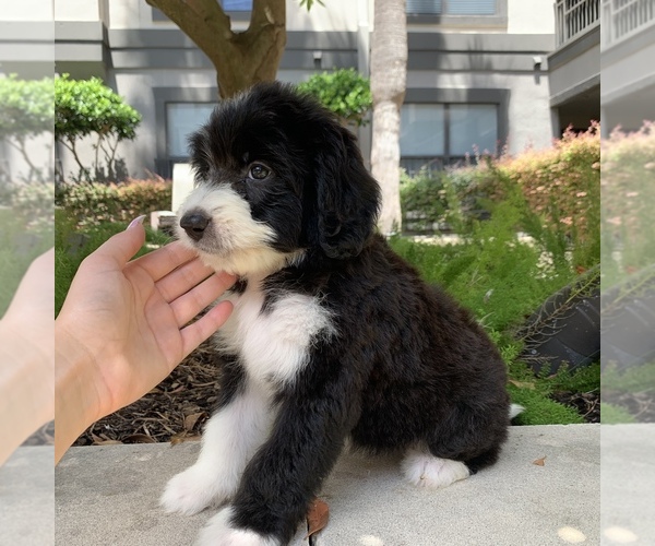 Medium Photo #3 Bernedoodle Puppy For Sale in HOUSTON, TX, USA