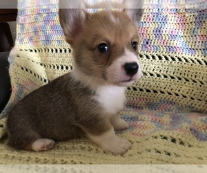 Pembroke Welsh Corgi Puppy for sale in RAMONA, OK, USA