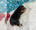 Small Photo #4 Yorkshire Terrier Puppy For Sale in NORMANGEE, TX, USA