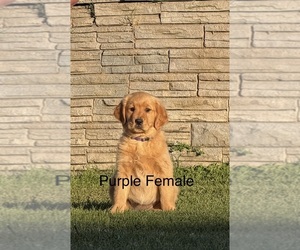 Golden Retriever Puppy for sale in DENAIR, CA, USA