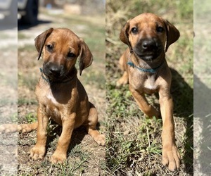 Rhodesian Ridgeback Dog for Adoption in BELLEVUE, Texas USA