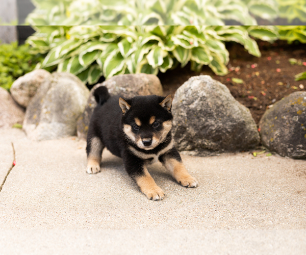 Medium Photo #3 Shiba Inu Puppy For Sale in MILLERSBURG, IN, USA