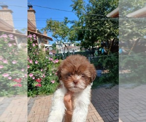 Medium Shih Tzu