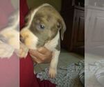 Puppy 7 Bullypit-Vizsla Mix