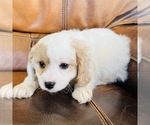 Small Photo #15 Cavapoo Puppy For Sale in FRESNO, OH, USA