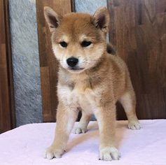 Shiba Inu Puppy for sale in SAN JOSE, CA, USA