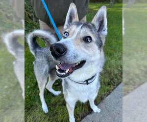 Siberian Husky-Unknown Mix Dogs for adoption in Anchorage, AK, USA