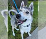 Small Siberian Husky Mix