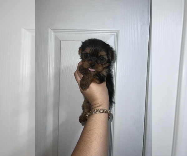 Medium Photo #1 Yorkshire Terrier Puppy For Sale in HUMBLE, TX, USA