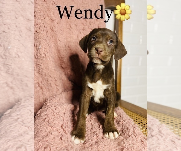 Medium Photo #1 Catahoula Leopard Dog Puppy For Sale in COOKEVILLE, TN, USA