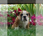 Small Photo #10 English Bulldog Puppy For Sale in NAPPANEE, IN, USA