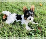 Puppy Puppy 4 Yorkshire Terrier