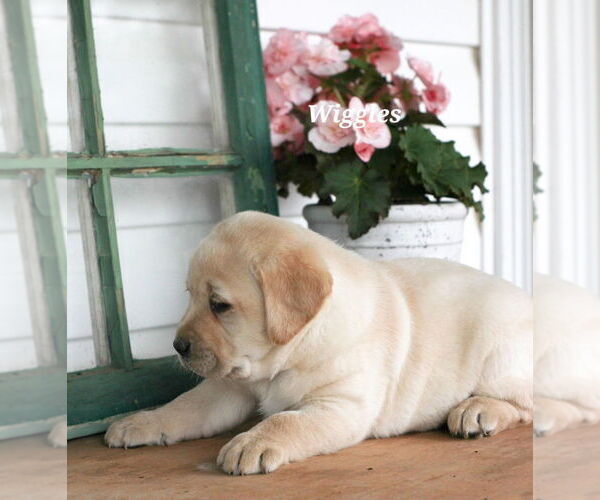 Medium Photo #2 Labrador Retriever Puppy For Sale in STANLEY, NY, USA