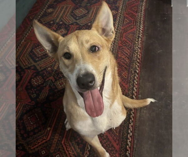 Medium Photo #5 Mutt Puppy For Sale in Boston, MA, USA